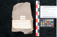 Foto (Objekt + Etikett) von Apocynophyllum longepetiolatum Ettingshausen (NHMW-GEO-2024-0188-8010)